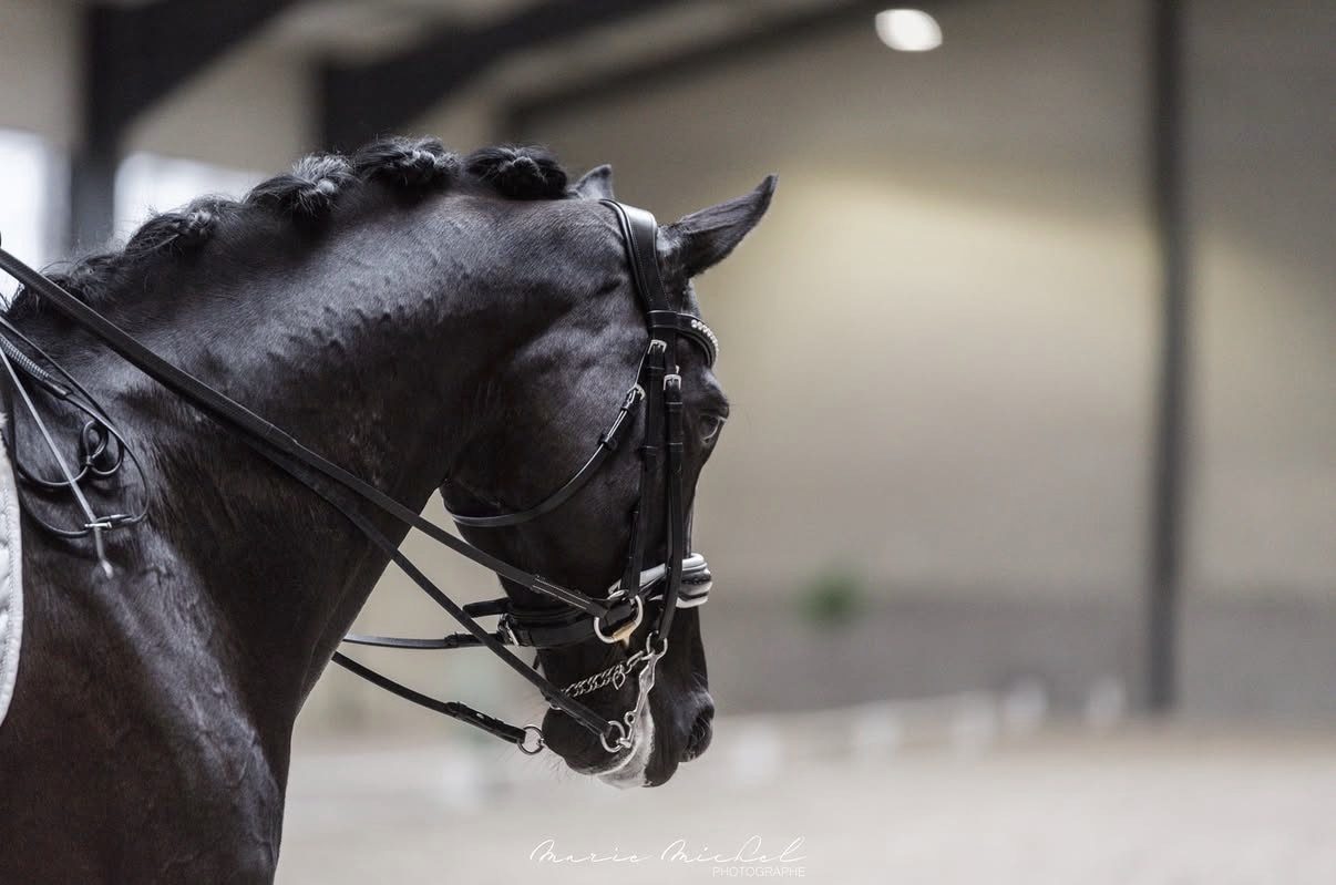 Portrait de profil d'un cheval bai à la crinière tressée, sous le manège