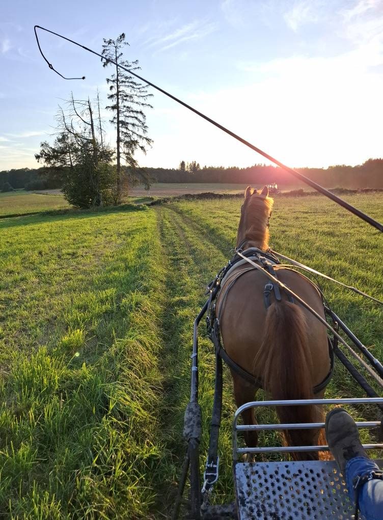 Sortie en attelage sur un chemin bordé de prairies, au soleil couchant