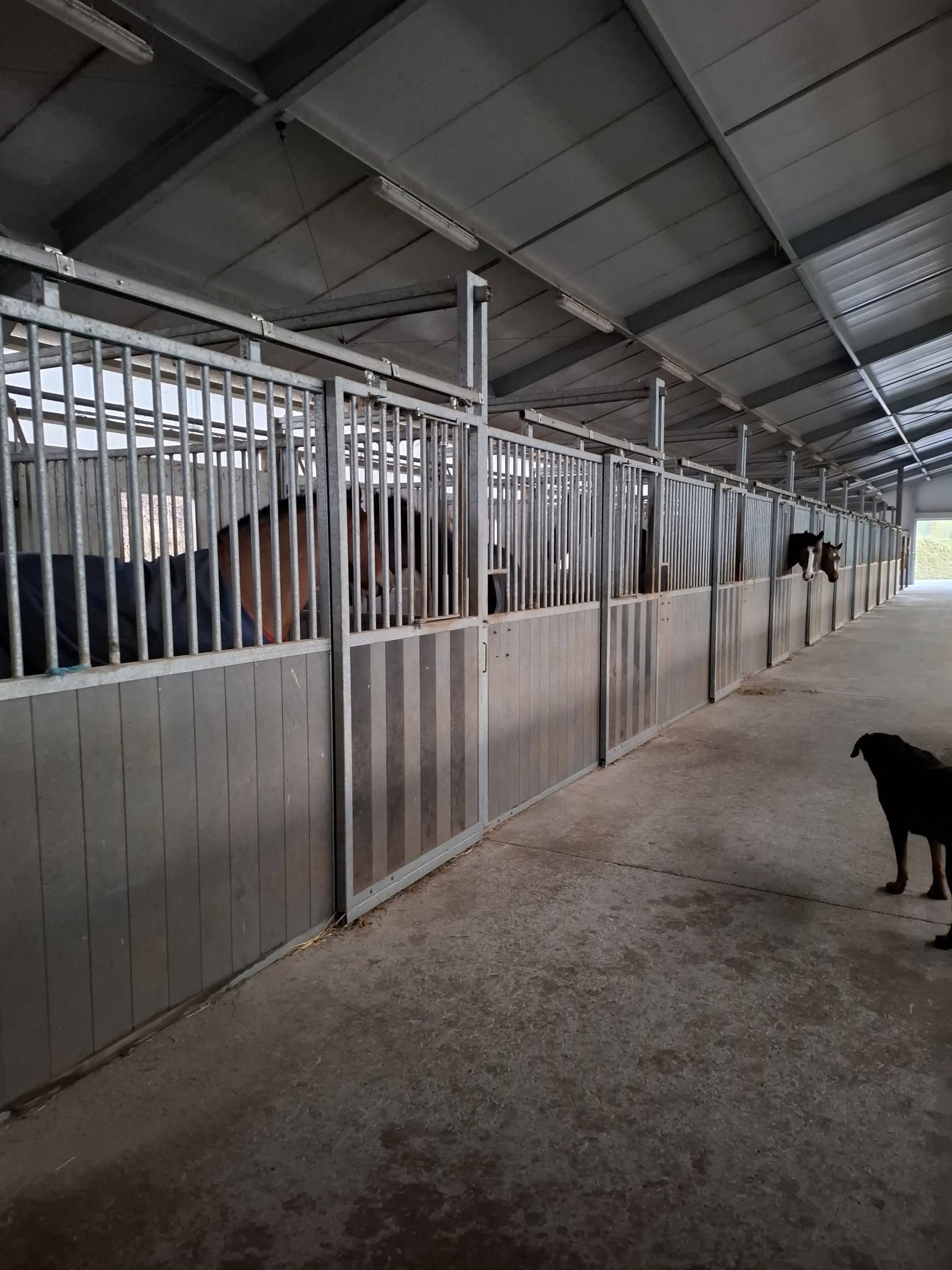 L'allée centrale de l'écurie, bordée de boxes où les chevaux passent la tête