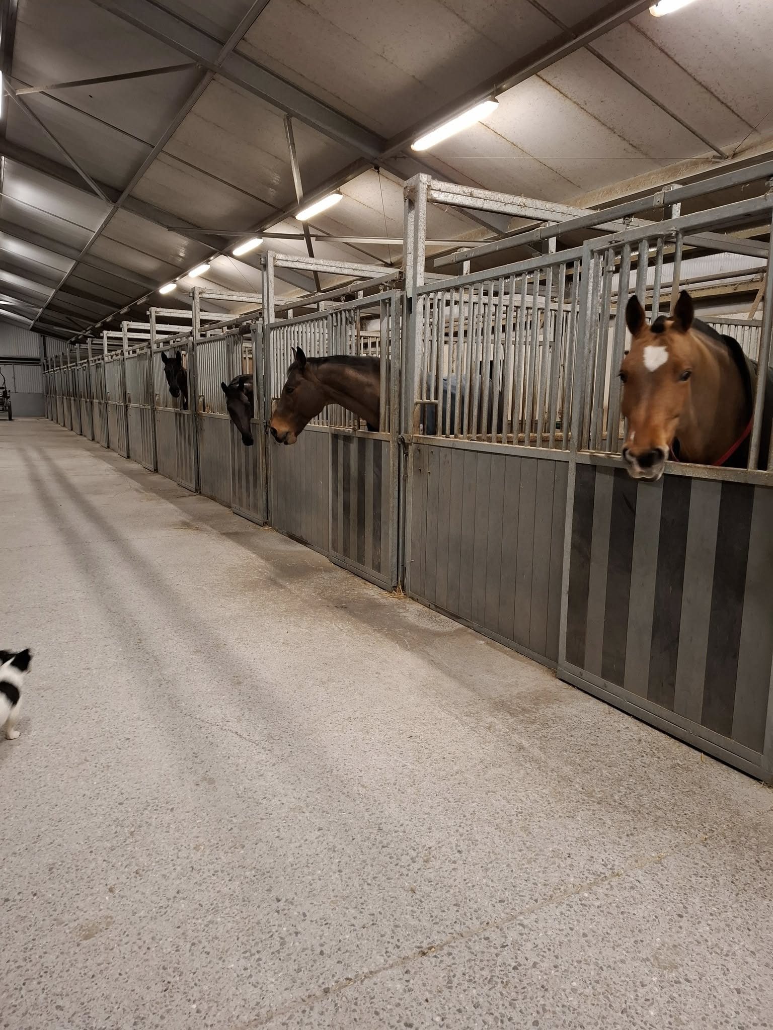 Des chevaux passant la tête hors de leurs boxes dans l'allée centrale