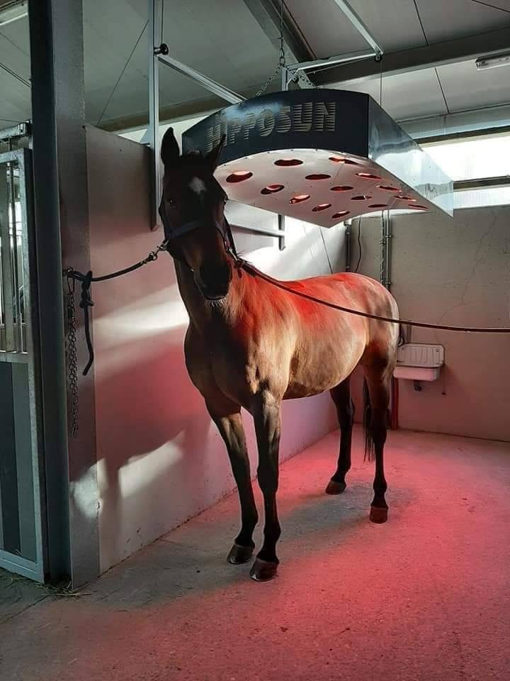 Un cheval sous le solarium de l'écurie